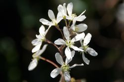 acheter un am&eacute;lanchier, am&eacute;lanchier de Lamarck (Amelanchier lamarckii) Lubera