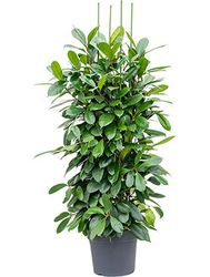 Ficus cyathistipula Afrikanischer Feigenbaum Lubera