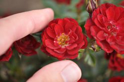 Rose Fiery Pixie 3, acheter des rosiers nains
