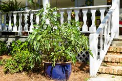 Little Miss Figgy, ficus, figuier, figuier comestible, figuier en pot, figuier pour pots, figuier compact, conseil de plantation