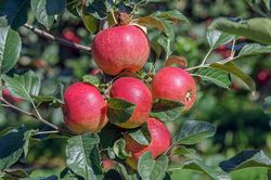 Culture de pommes, Culture de pommes 2020 Reto August 2020, s�lection des pommes