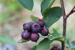 Saskablue, fruit sauvage