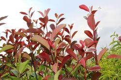 Haie de photinia Lubera Feuilles rouge fonc&eacute; de Photinia