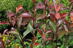 phot kaufen Lubera Roter Austrieb der Photinia faseri Red Robin