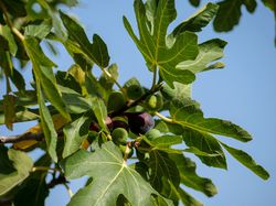 Quand les figues sont-elles m&ucirc;res&nbsp;?