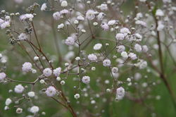 Plantes pour accompagner des rosiers, Gypsophila paniculata Bristol Fairy, Lubera