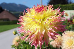 Acheter un dahlia g&eacute;ant, Lubera