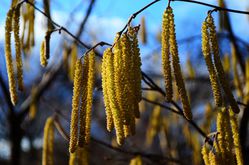Fleurs de noisetier m&acirc;les