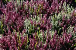 Heather, Heidekraut kaufen
