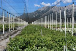 Cultiver des myrtilliers parcelle d&rsquo;essais Lubera