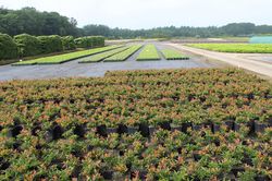 Vari&eacute;t&eacute;s de myrtilles Bad Zwischenahn de Lubera