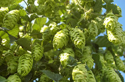 Acheter du houblon chez Lubera