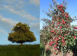 Fruitier ne fructifie pas ; arbre avec fruits