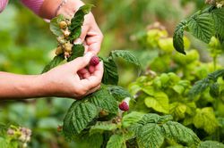 Cueillette des framboises Lubera