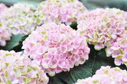 Acheter des Hortensias