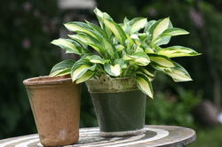 Hostas en pot, Hosta cultorum Gipsy Rose, Lubera