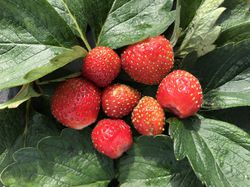 Acheter des fraisiers LUBERA