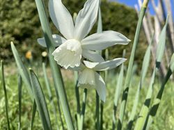 Acheter des narcisses des Gl&eacute;nan, narcisses larmes d'ange, Narcissus Lubera