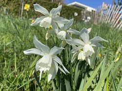 Acheter des narcisses des Gl&eacute;nan, Narcissus Lubera