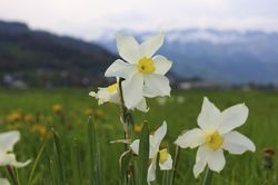 Prairie de narcisses, Narcissus, narcisse, bulbe de fleurs, floraison pr&eacute;coce