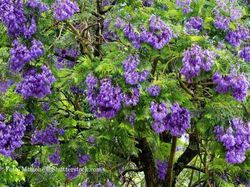 Jacaranda&nbsp;: plantation et entretien