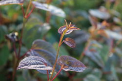 photo Lebkuchenbaum kaufen Cercidiphyllum japonicum Lubera