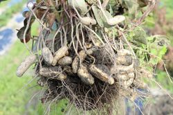 photo de plants d'arachide &agrave; acheter (Not) Just Peanuts Justblack Lubera