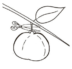 Planter, entretenir et tailler des kakis Guide de culture Lubera des kakis