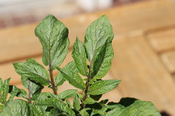 Plants de pommes de terre Blue Danube