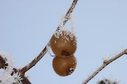 Fruits Kiwi auto-fertile Lubera