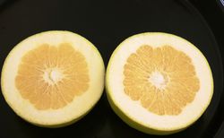 Agrumes sans pepins, Marsh Seedless, pamplemousse classique sans pepins, fruits tranches