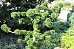 Acheter des m&eacute;l&egrave;zes du Japon - plante &eacute;tablie dans le jardin