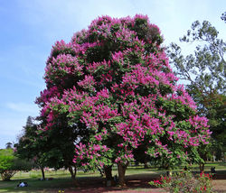 Acheter un lilas des Indes