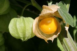 Coquerets du P&eacute;rou, physalis au jardin, planter des physalis