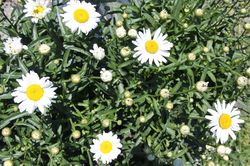 Marguerites, leucanth&egrave;me Lubera jardinerie en ligne