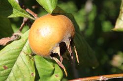Acheter un n&eacute;flier commun, N&eacute;flier Dutch Large, Mespilus germanica, Lubera