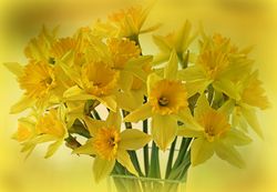 Acheter des narcisses Jardinerie Lubera