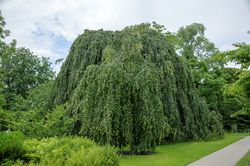 photo Gartenbaum kaufen Trauerbirke Lubera Shop