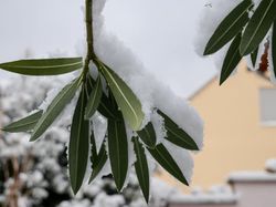 Oleander &uuml;berwintern - Wann Oleander reinholen?