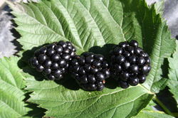 M&ucirc;re Lubera Original Navaho, Ronces sans &eacute;pines Rubus hybride