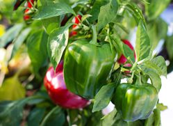poivron Pflanzen Capsicum Peperoni Lubera boutique de plantes