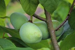 Tailler les asiminiers, fruits de bananes indiennes, Lubera