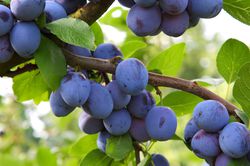 Prunes au jardin, pruniers, Lubera