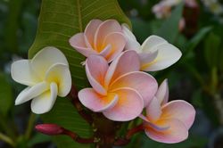 Plumeria acheter Frangipani Tempelbaum le shop Lubera photo