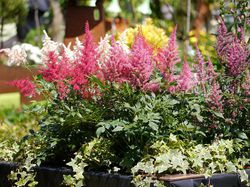 Astilbe