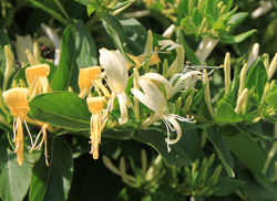 Plantes grimpantes pour supports