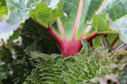 Rhubarbe toxique Cawood Castle Lubera