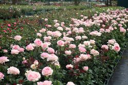 Planter et entretenir des rosiers &agrave; fleurs group&eacute;es Guide de culture Lubera