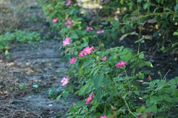 Multiplier les rosiers Lubera
