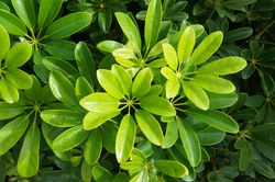 Schefflera, Aralie